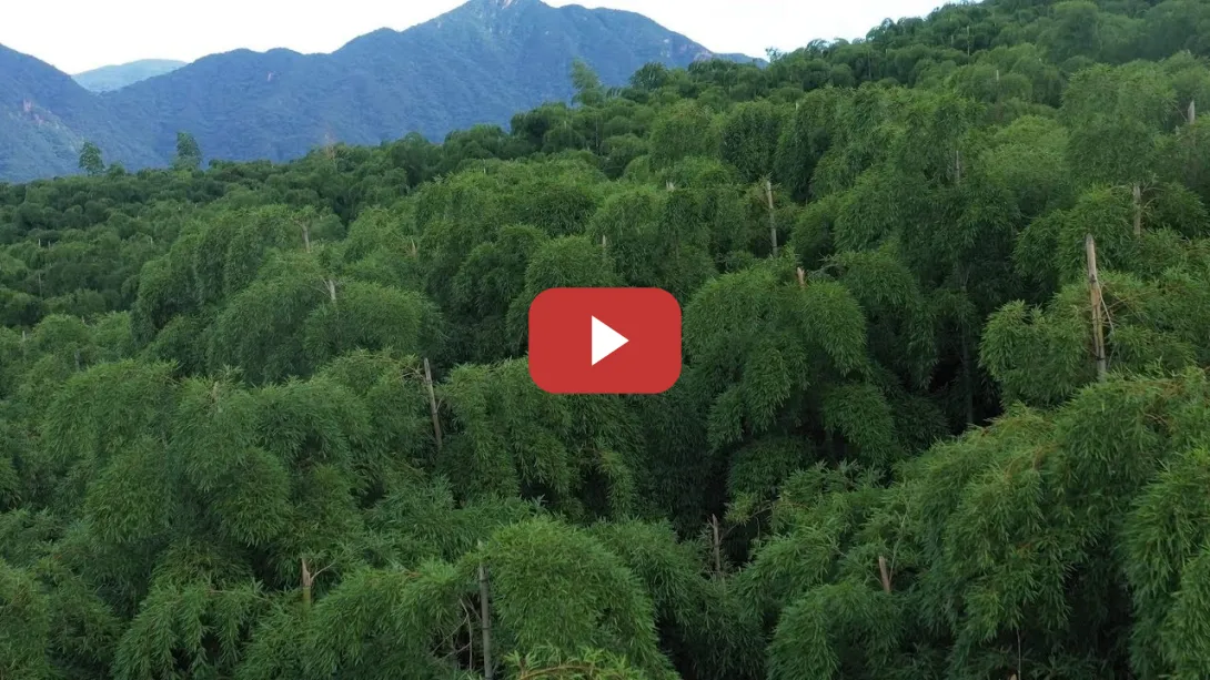 Embedded thumbnail for Avanzar hacia el desarrollo sostenible: ¿Se vende aire del bosque de bambú? | CGTN