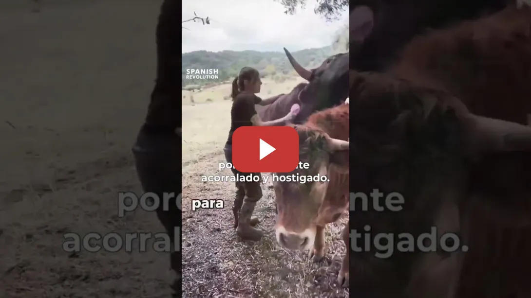 Embedded thumbnail for ¿Torturarías a Romerín?