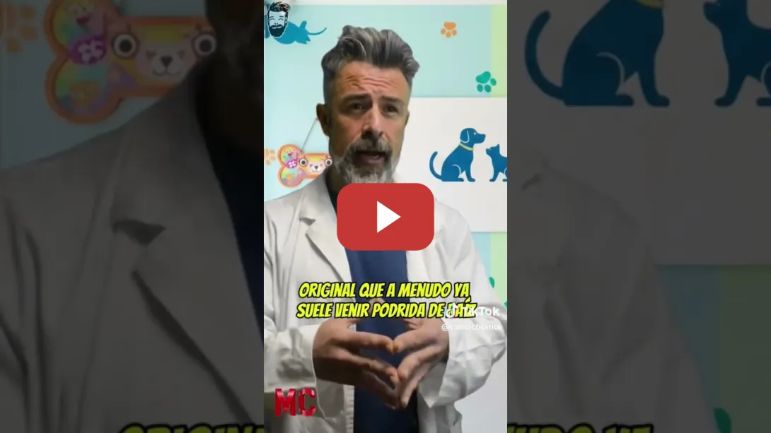 Embedded thumbnail for Enorme Moi Camacho.