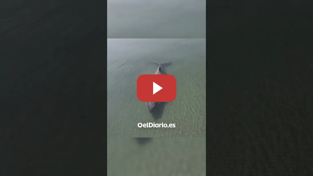 Embedded thumbnail for Una ballena jorobada logra liberarse tras quedar varada cuatro días en el Báltico