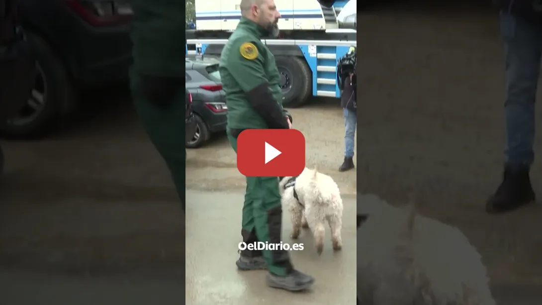 Embedded thumbnail for Cuatro perros de la Guardia Civil participan en la búsqueda de víctimas en los trenes en Adamuz