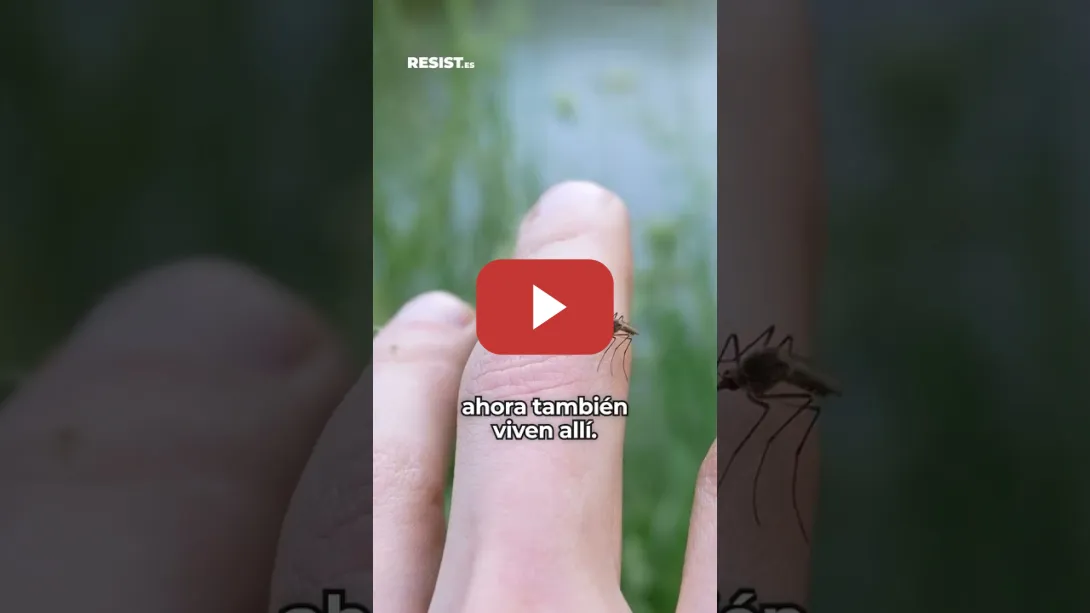 Embedded thumbnail for Mosquitos en Islandia