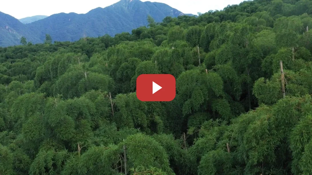 Embedded thumbnail for Avanzar hacia el desarrollo sostenible: ¿Se vende aire del bosque de bambú? | CGTN