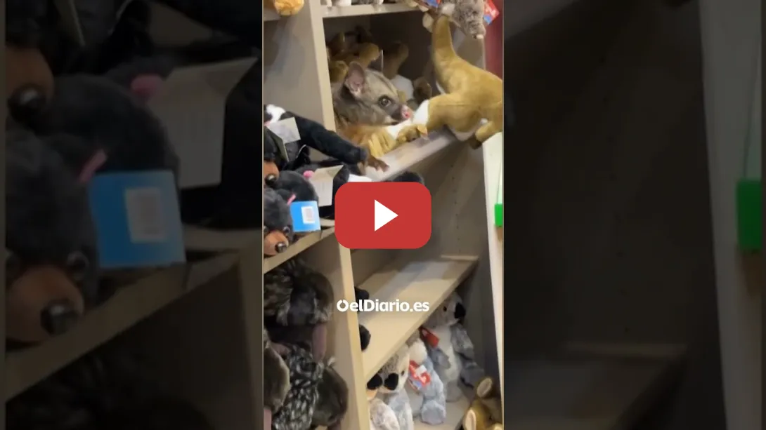 Embedded thumbnail for Una zarigüeya aparece entre peluches en una tienda de souvenirs de aeropuerto australiano