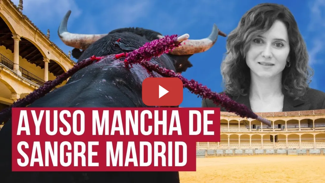 Embedded thumbnail for Ayuso apoya la tortura animal y recorta en cultura: la derecha blinda los toros con dinero público