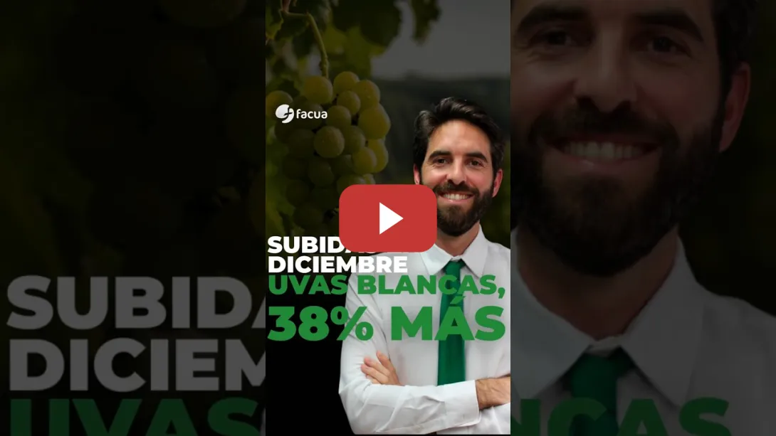 Embedded thumbnail for SUBIDAS EN DICIEMBRE: UVAS BLANCAS, UN 38% MÁS