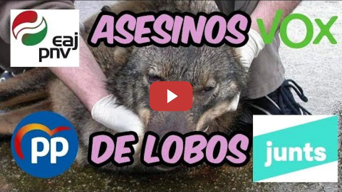 Embedded thumbnail for PP, VOX, Junts y PNV aprueban una enmienda para MATAR LOBOS IBÉRICOS