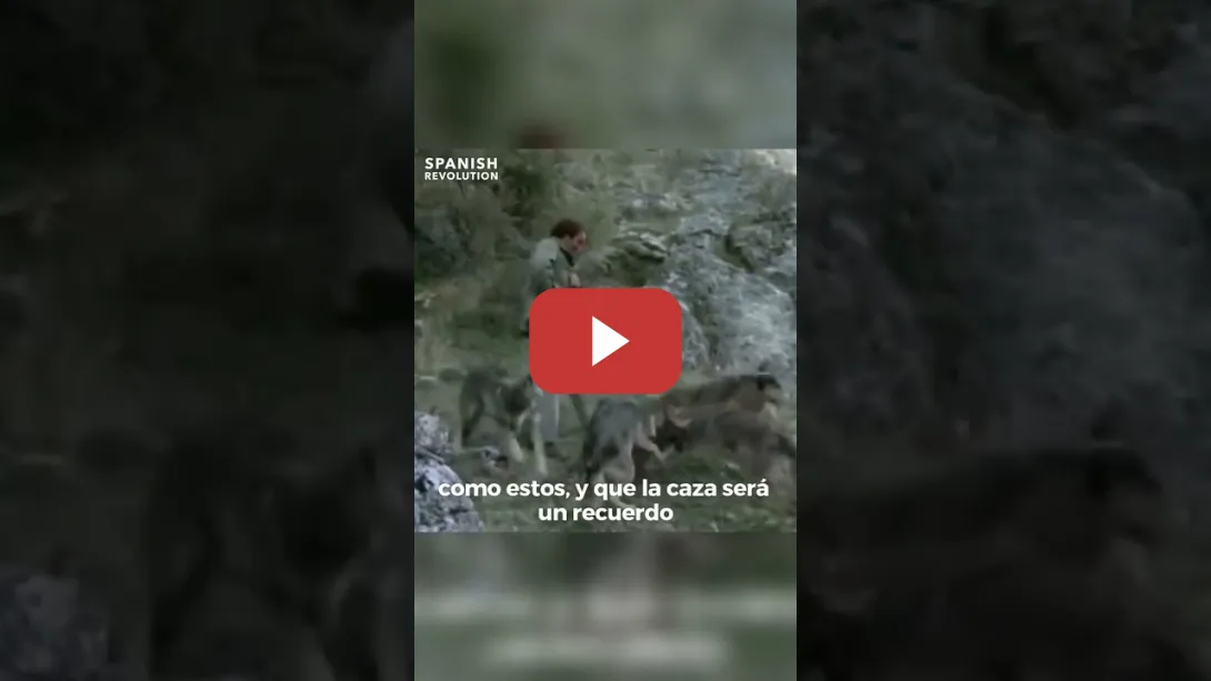 Embedded thumbnail for Félix Rodríguez de la Fuente y el regreso de la caza del lobo