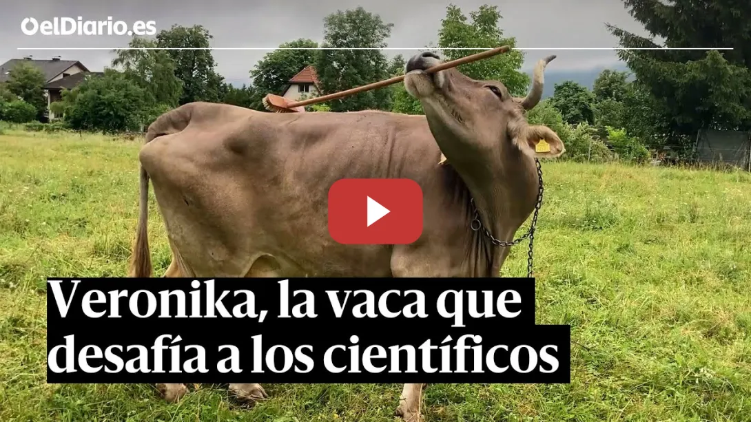 Embedded thumbnail for Veronika, la vaca que desafía a los científicos y pondrá en apuros a los taurinos