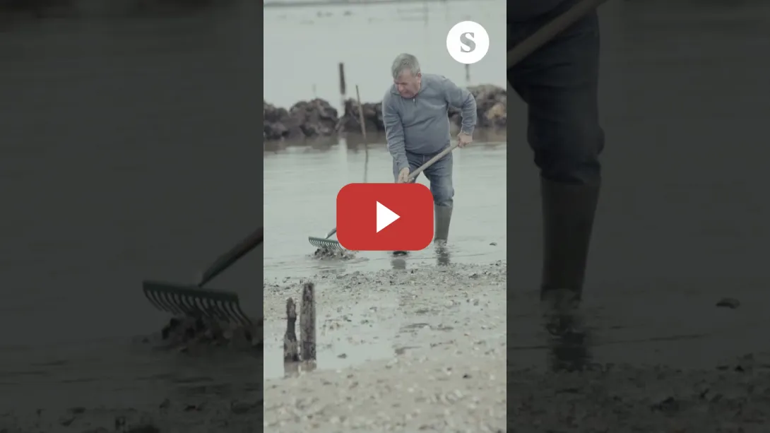 Embedded thumbnail for As choivas e o baleirado do encoro de Portodemouros arrasan cos bivalvos da ría de Arousa.