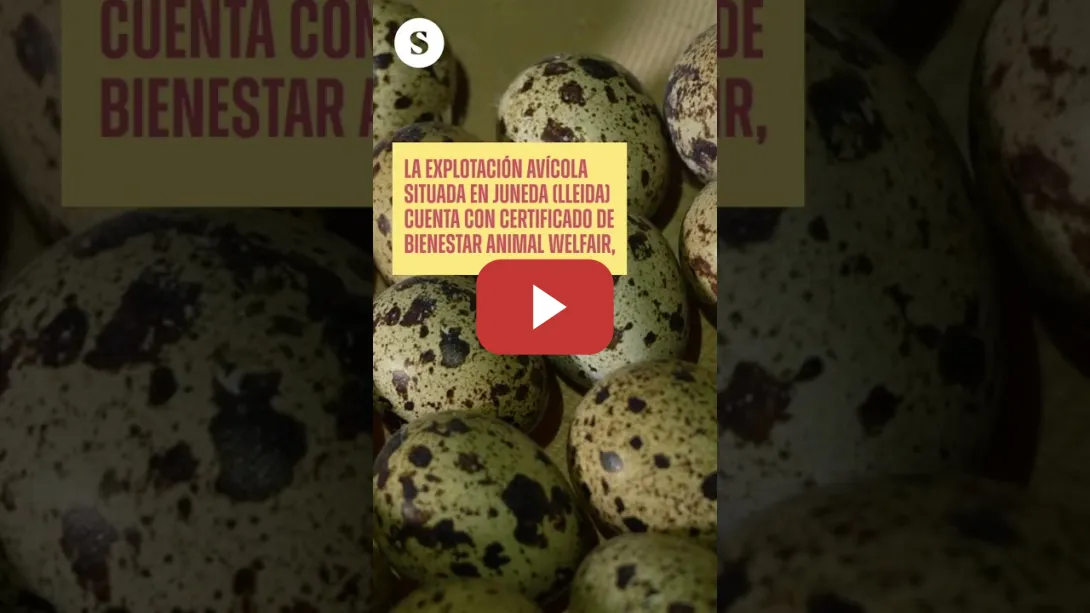 Embedded thumbnail for 🐤Codornices entre cadáveres en una granja con certificado de bienestar animal.