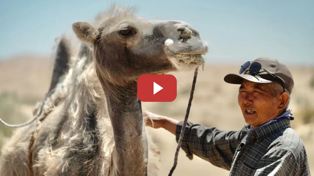 Embedded thumbnail for Dones de la naturaleza: El camello bactriano de Alxa | CGTN
