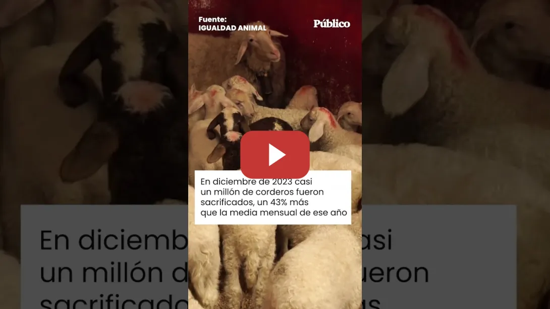 Embedded thumbnail for Ovejas &#039;Judas&#039; y corderos degollados: la tortura detrás de algunos platos navideños