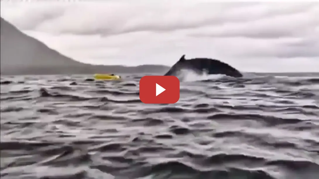 Embedded thumbnail for Una ballena engulle a un joven en el estrecho de Magallanes