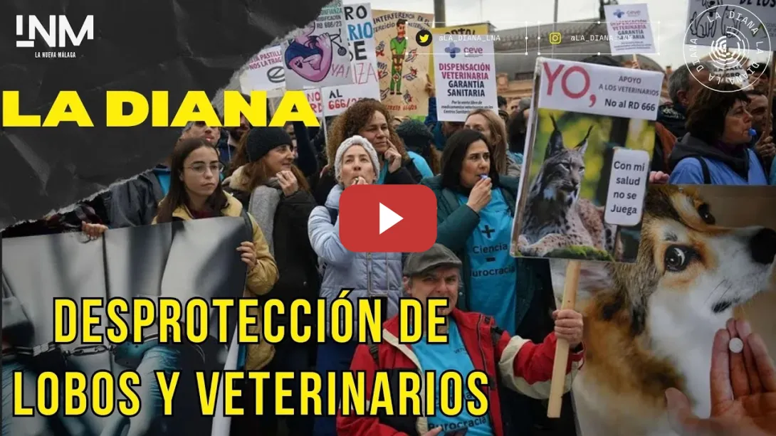 Embedded thumbnail for La Diana 2X26 | La desprotección del lobo, las quejas de los veterinarios y el rearme | Mesa Verde