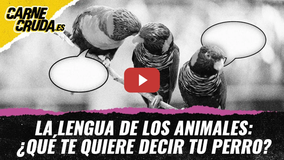Embedded thumbnail for T11x141 Lengua salvaje: de qué hablan los animales (MUNDOS POSIBLES - CARNE CRUDA)