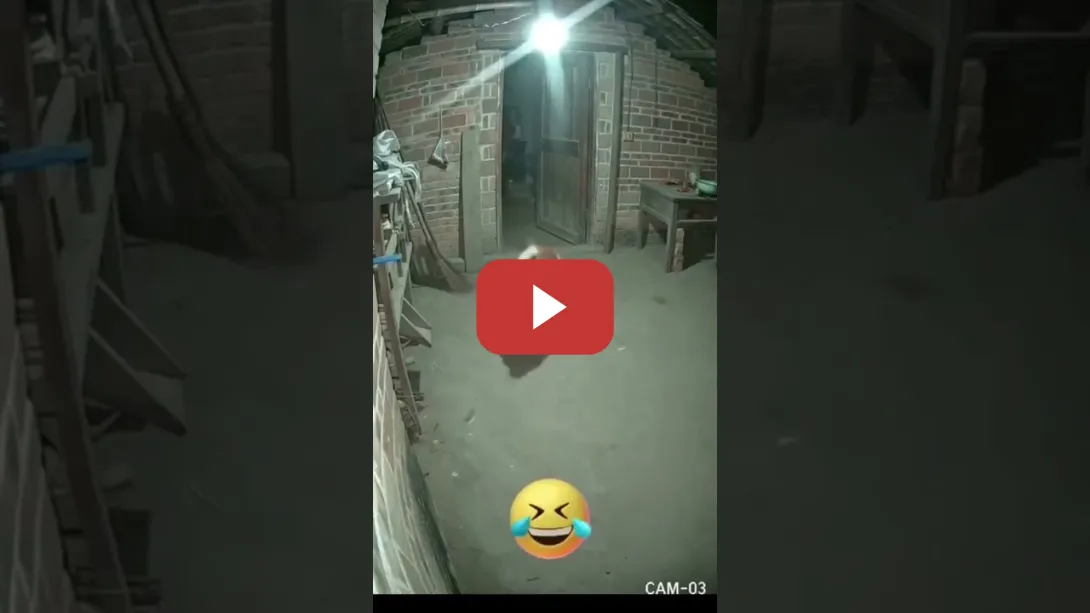 Embedded thumbnail for Cuando tu perro es del PP.