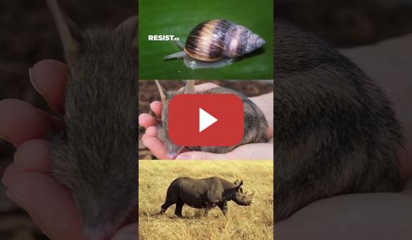 Embedded thumbnail for Los estamos extinguiendo