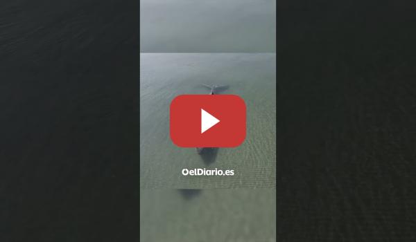 Embedded thumbnail for Una ballena jorobada logra liberarse tras quedar varada cuatro días en el Báltico
