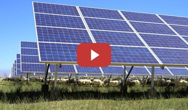 Embedded thumbnail for Avanzar hacia el desarrollo sostenible: Energía solar fotovoltaica y ovejas | CGTN
