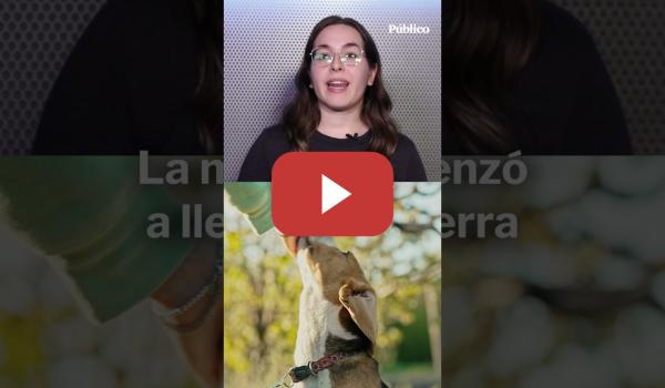 Embedded thumbnail for La UCM, condenada por impedir a una profesora llevar a su perra al trabajo para paliar la depresión