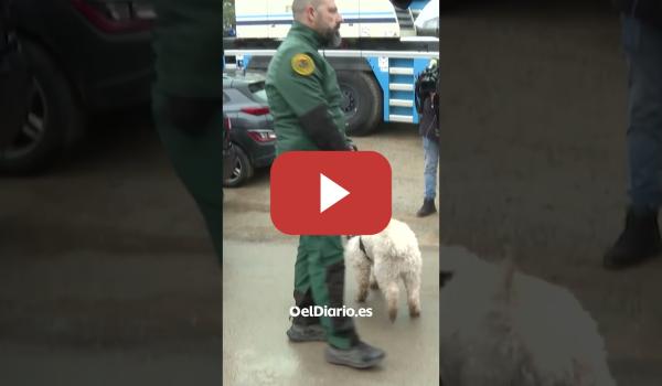 Embedded thumbnail for Cuatro perros de la Guardia Civil participan en la búsqueda de víctimas en los trenes en Adamuz