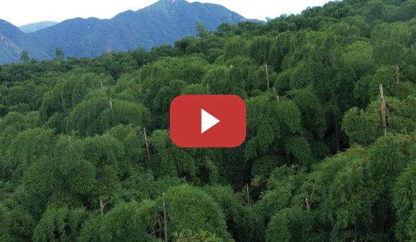 Embedded thumbnail for Avanzar hacia el desarrollo sostenible: ¿Se vende aire del bosque de bambú?