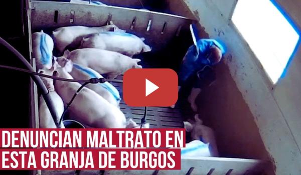 Embedded thumbnail for Durísimas imágenes de cómo tratan a los cerdos en esta granja de Burgos