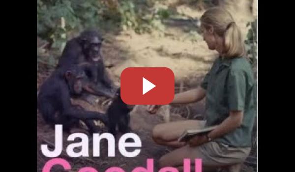 Embedded thumbnail for Esto no es un mensaje de Jane Goodall, es una brújula.