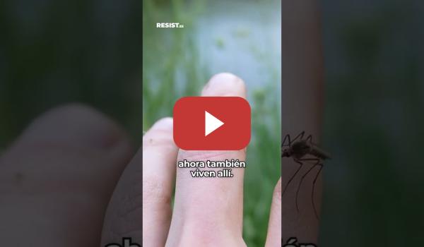 Embedded thumbnail for Mosquitos en Islandia