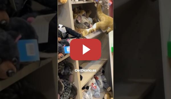 Embedded thumbnail for Una zarigüeya aparece entre peluches en una tienda de souvenirs de aeropuerto australiano