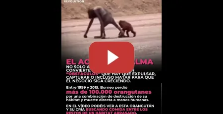 Embedded thumbnail for Paso a paso