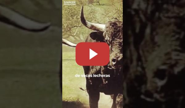 Embedded thumbnail for Lo que no te cuentan sobre los toros