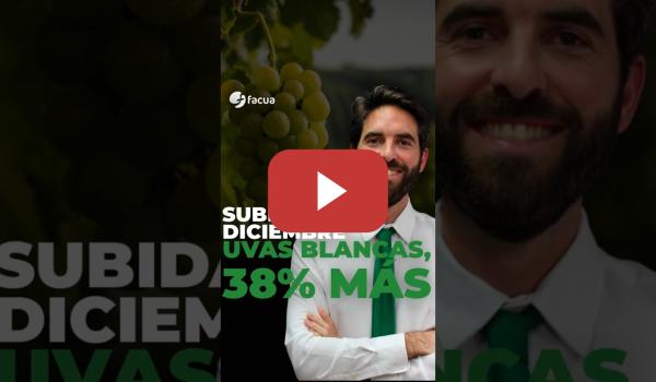 Embedded thumbnail for SUBIDAS EN DICIEMBRE: UVAS BLANCAS, UN 38% MÁS