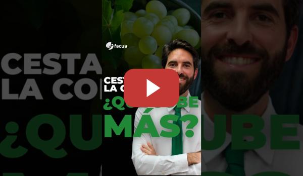 Embedded thumbnail for CESTA DE LA COMPRA: ¿QUÉ SUBE MÁS?