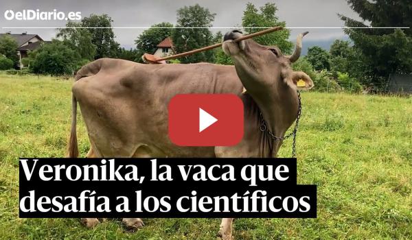 Embedded thumbnail for Veronika, la vaca que desafía a los científicos y pondrá en apuros a los taurinos