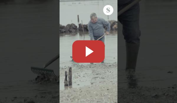 Embedded thumbnail for As choivas e o baleirado do encoro de Portodemouros arrasan cos bivalvos da ría de Arousa.