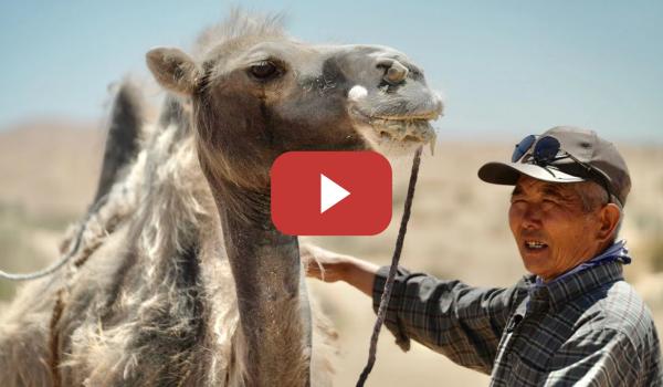 Embedded thumbnail for Dones de la naturaleza (1): El camello bactriano de Alxa | CGTN
