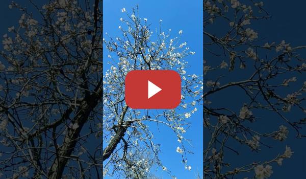 Embedded thumbnail for Tocad hierba