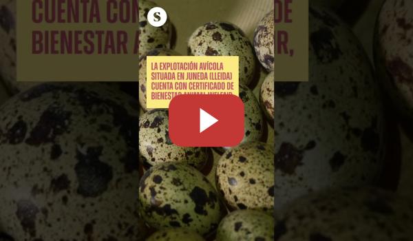 Embedded thumbnail for 🐤Codornices entre cadáveres en una granja con certificado de bienestar animal.